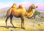 Castorland puzzle sestavljanke 24 mini - Kamela