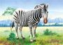 Castorland puzzle sestavljanke 24 mini - Zebra