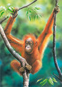 Castorland puzzle sestavljanke 24 mini - Orangutan