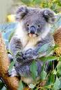 Castorland puzzle sestavljanke 500 " Koala "