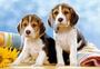 Castorland puzzle sestavljanke 60 - Brata Beagle
