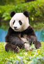 Castorland puzzle sestavljanke 500 " Panda "