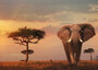 RAVENSBURGER PUZZLE  Sestavljanke 1000  Nature Edition N°13  Afrika, Kenija   " Slon v Nacionalnem Parku Masai Mara "