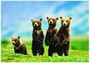 EUROGRAPHICS PUZZLE Sestavljanke 1000  Medvedki   " Stoječi medvedji mladiči  "