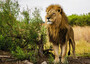 RAVENSBURGER PUZZLE Sestavljanke 1000 Nature Edition N°14 Afrika " Ponosen Lev "