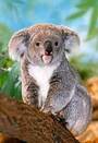 Castorland puzzle sestavljanke 260 " Koala "