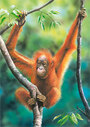 Castorland Puzzle Sestavljanke 24  " Orangutan "
