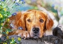 CASTORLAND PUZZLE Sestavljanke 500 Kuža " Zlata nedolžnost "
