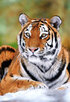 Castorland puzzle sestavljanke 500 - Tiger