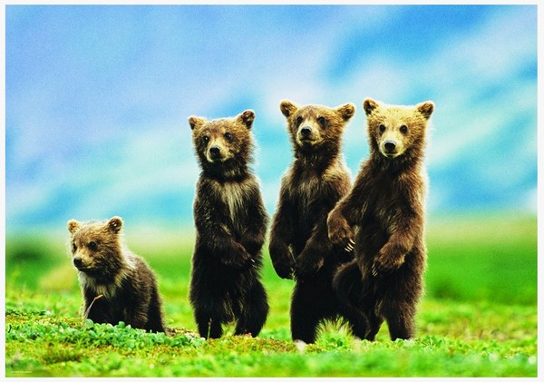 " Stoječi medvedji mladiči  "