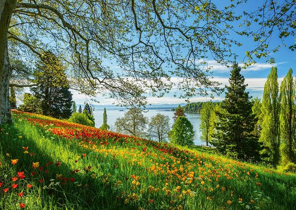 " Spomladanska avenija do cvetov tulipanov, otok Mainau  "