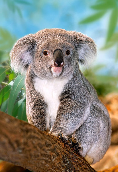  " Koala "