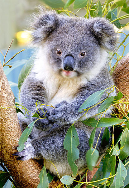 Koala