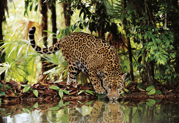 " Leopard "